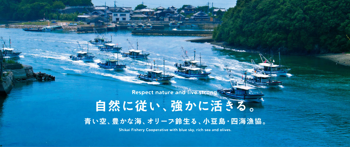 自然に従い、強かに活きる。青い空、豊かな海、オリーブ鈴生る、小豆島・四海漁協。
